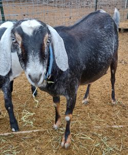 Mini Nubian goats for sale in Colorado